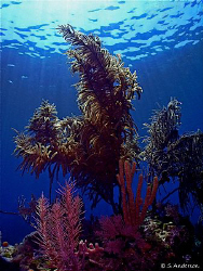 This photo was taken off Nassau. I like this shot because... by Steven Anderson 